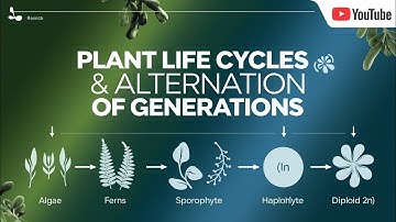 Plant Life Cycles & Alternation of Generations | Animated Biology Lesson for Class 11