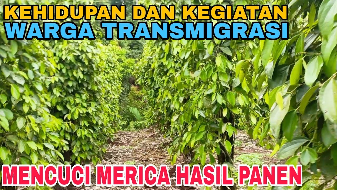 KEHIDUPAN DAN KEGIATAN WARGA TRANSMIGRASI ⁉️ MENCUCI MERICA HASIL PANEN.