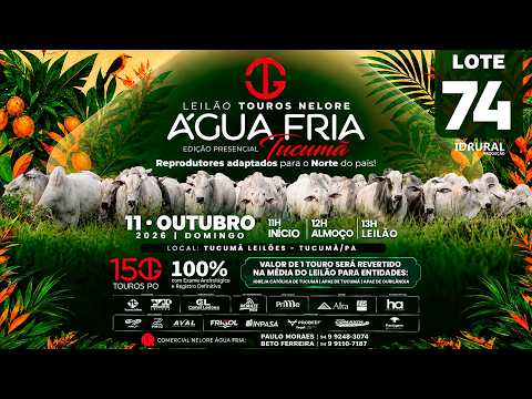 LOTE 74