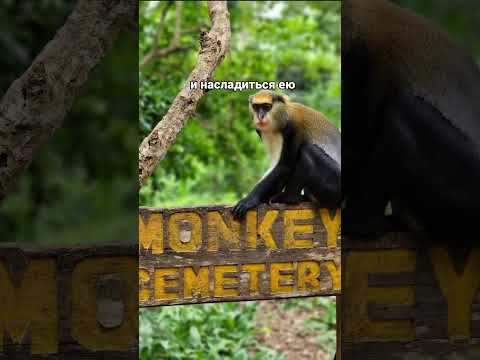 Пушествия — это жизнь. #2024 #2024привет #гана гана