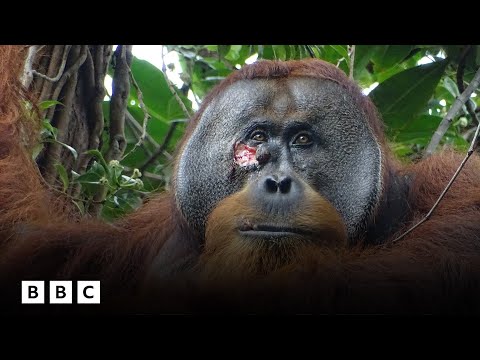 Orangutan seen “self-medicating” in world first | BBC Global