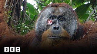 Orangutan seen “self-medicating” in world first | BBC Global