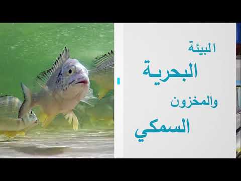 البرنامج البيئي التوعوي كل يوم سمكة حلقة الينم الحلقة السادسة والعشرون