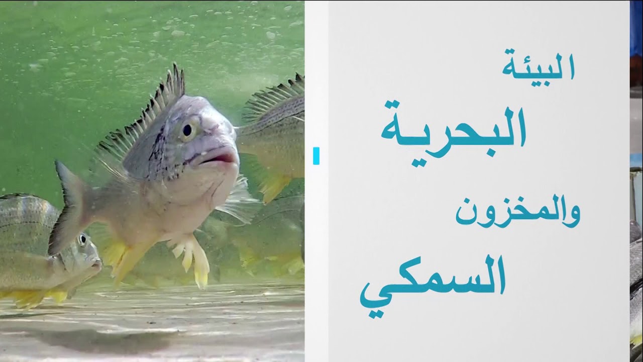 البرنامج البيئي التوعوي كل يوم سمكة حلقة الينم الحلقة السادسة والعشرون