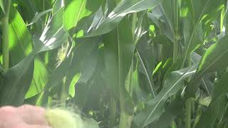 Mexican Corn and IL Farmers