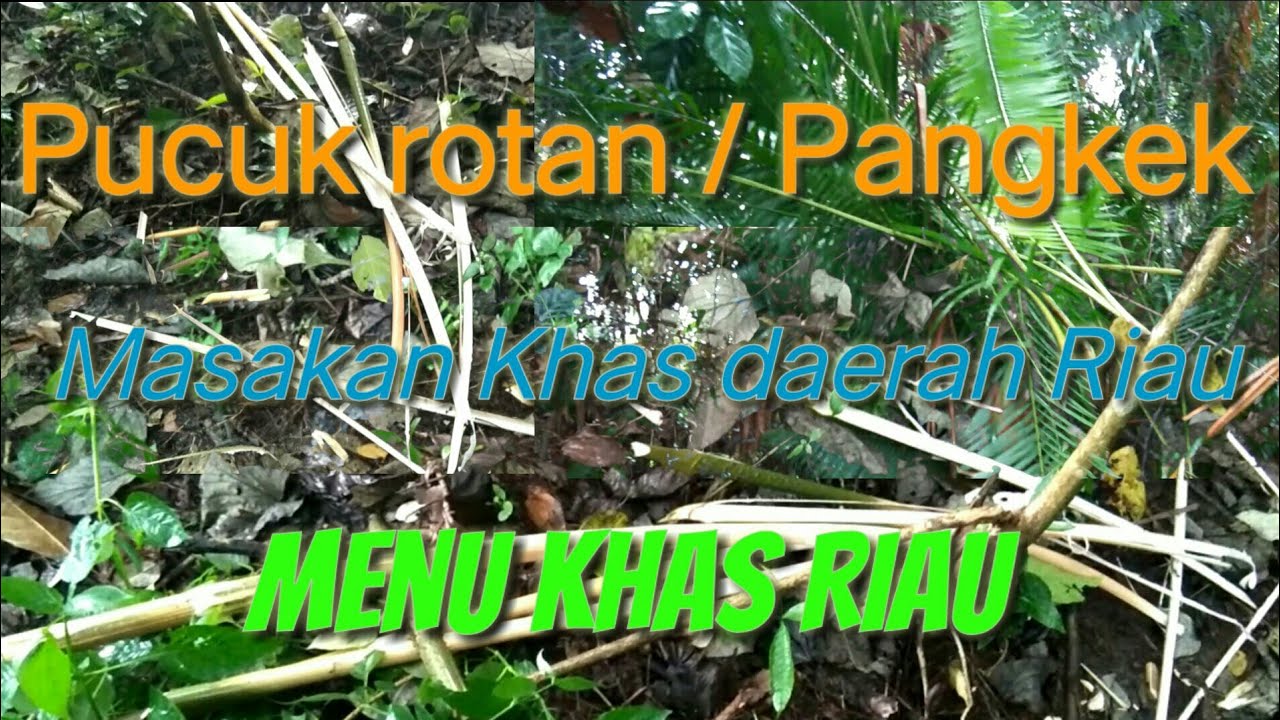 Mengenali pucuk rotan atau pangkek makanan khas riau 