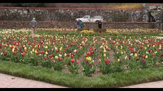 Biltmore Walled Garden Tulips in Full Bloom | Asheville, NC