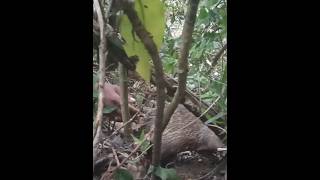 A Man Saves A Trap Ped Scorpion