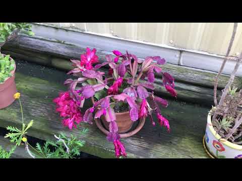 GARDEN UPDATE 11-22-20