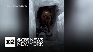 Celebrity Long Island pet owner creates backyard snow tunnel for dogs Net Worth