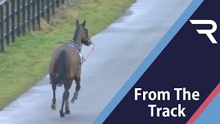 The Great Escape! Racehorse on the loose