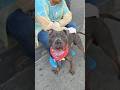 Capone 253578❤️URGENT 8yo senior
