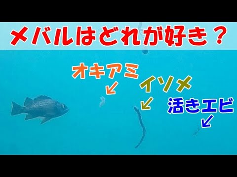 水中映像 メバルが好きな エサ ３種比較 海の中は弱肉強食 Youtube