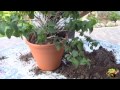 lantana