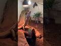 Waranowi też się należy 🙂 #animals #reptiles #youtubeshorts #subscribe #mysubcribechenal #dc #viral