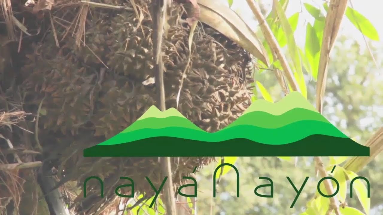 The Tagua Documentary. Making of beads and jewelry of The Tagua Nut