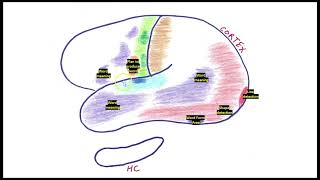 Reading in the brain