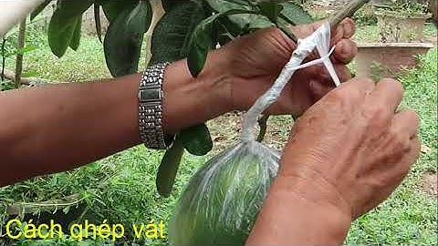 Cách ghép quả bưởi cảnh tết.Hiệu Quả Nhất#Bưởiôngnhận ĐT:0344215 322.