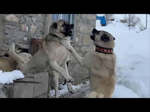 KIZAN YÜZÜNDEN KÖPEKLER KÖTÜ KAVGA ETTİ BAŞ KÖPEĞİ DURDURAMADIK