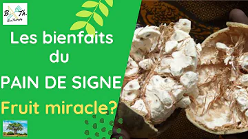 Quels sont les bienfaits du pain de singe ?