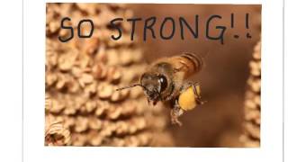 The Buzz About Bees- Science Ambassadors