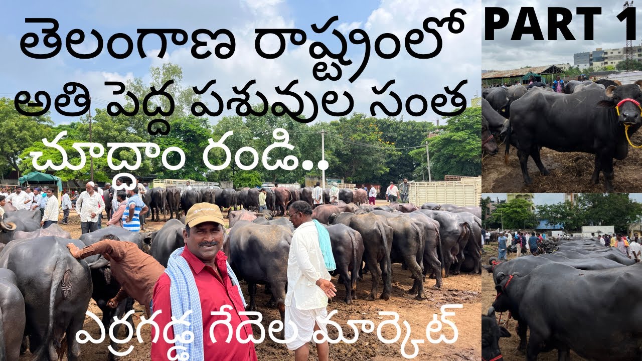 ఎర్రగడ్డ గేదెల మార్కెట్ ERRAGADDA BUFFALO MARKET Part 1 |31-7-2022|ERRAGADDA SUNDAY MARKET