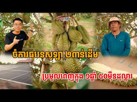 ដំណាំដែលមិនចេះអេ ដាំត្រូវក្បួនចំណូលច្រើនណាស់ក្នុង១ឆ្នាំមិនក្រោម មុឺនដុល្លារ