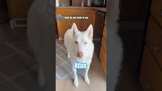 Majestic Husky With Important Message 🫶