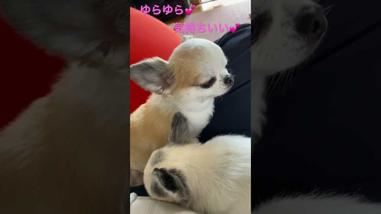 きんぎょ運動 Shorts 極小チワワ チワワ 保護犬 かわいい犬 動物 犬 猫 他色々 まとめ動画 きんぎょ運動 Shorts 極小チワワ チワワ 保護犬 かわいい犬 動物 犬 猫 他色々 まとめ動画