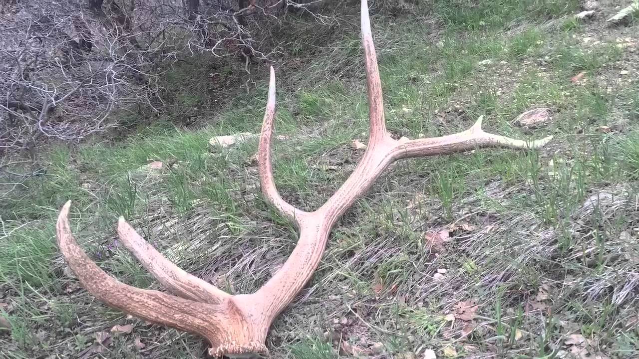 Elk Shed Hunting 2016 YouTube Elk Shed Hunting 2016 YouTube