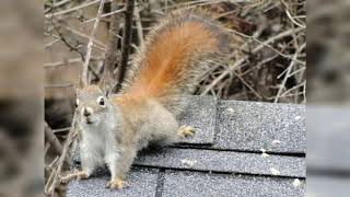 American Red Squirrels