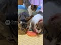 お刺身を盗んで逃げる猫さん😸#猫とゲームとおやじ #ねこのいる生活 #ねこのいる暮らし #もとのらねこ #猫 #cat