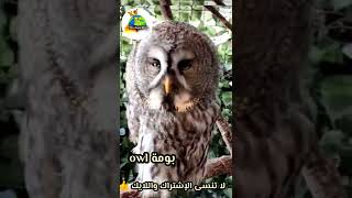 تعلم الإنجليزية للمبتدئين ،ما معنى بومة  learn English