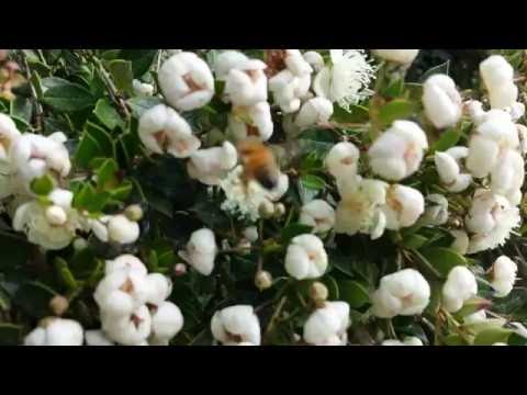 Video: What Is A Chilean Myrtle Tree - Chilensk Myrtle Information And Care