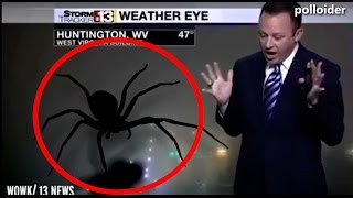 Araña gigante asusta al hombre del tiempo en televisión