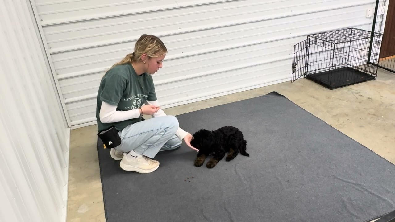 Teddie - Transitional training showcase video