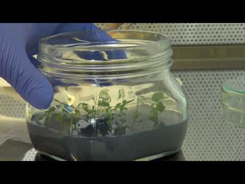Zlatno klasje: In vitro razmnožavanje je budućnost uzgoja biljaka