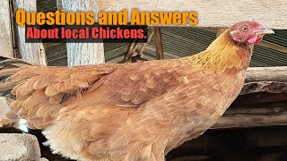 LOCAL CHICKEN MILLION QUESTIONS AND ANSWERS. Anything you want to know about local Chickens...