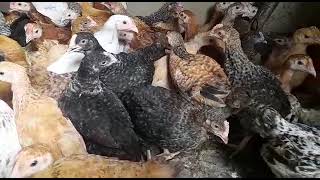 kuroilers chicks at Uganda Kuroiler and local chicken farmers limited