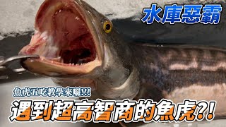 魚虎系列日月潭一放棍馬上咬恐怖尖牙瞬間撕碎其他魚