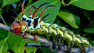 Why did caterpillars stop turning into butterflies and become flesh-eating monsters?