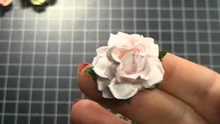 Wild Bunch - Comparing Different Styles Sizes of Roses - Nancy