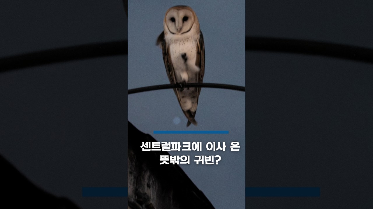 센트럴 파크에 이사 온 '뜻밖의 귀빈' #shorts