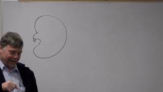 Renal Clearance - Renal Physiology Dr. Brian Rowe