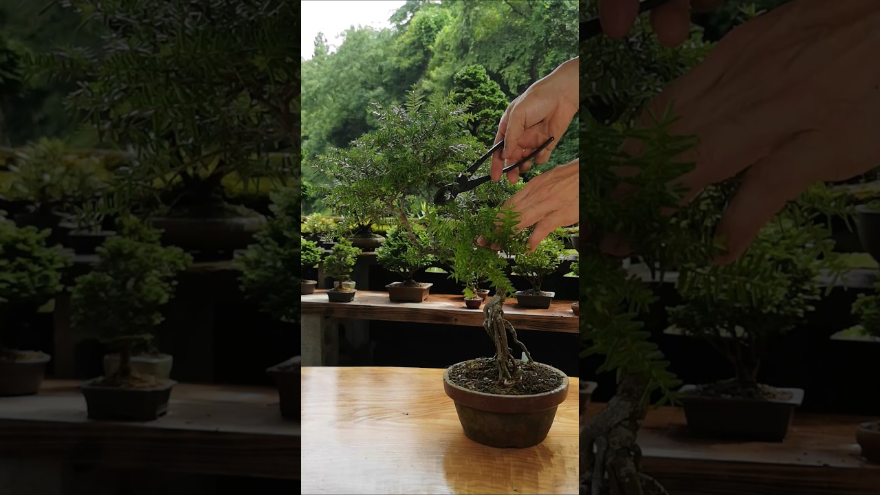 栂(ツガ)の樹形作り - YouTube