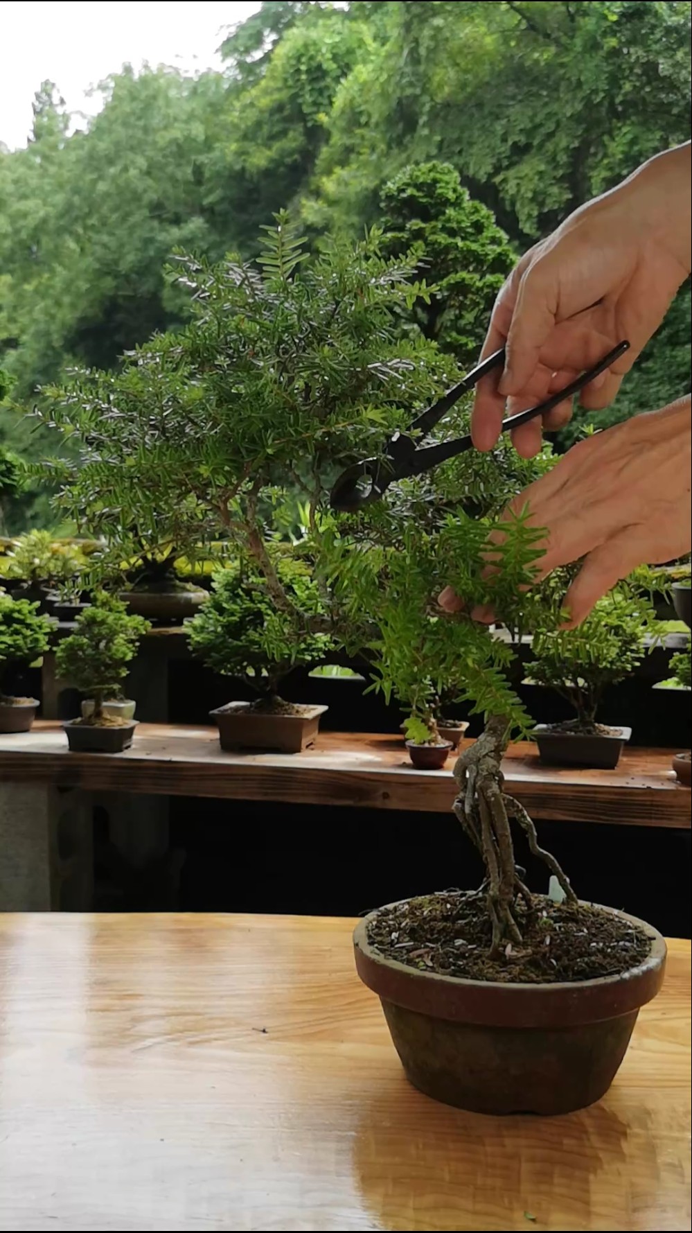 栂（ツガ）盆栽　大型　立派な樹形 栂(ツガ)の樹形作り - YouTube