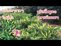 พริกขี้หนูขาว Thai hot pepper | ดูพริกขี้หนูสีขาว ดกๆสีสรรสวยงามๆที่สุดๆของปีนี้ 090820