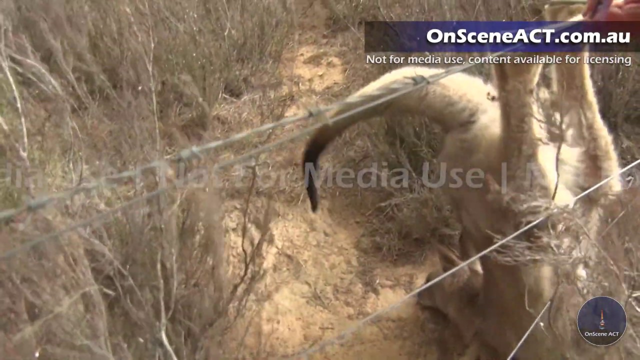 Kangaroo saved from approaching Bushfires