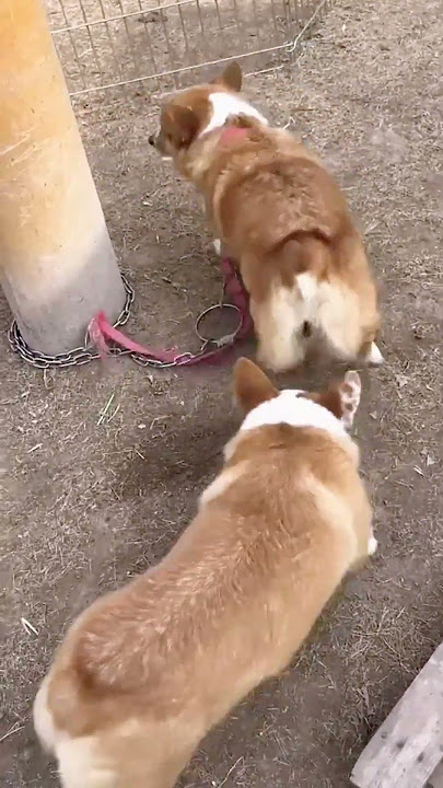 Amazi activitiesng dog@ 11