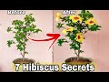 Get 500% More flowers on hibiscus with simple Gardening hacks, How to get maximum flowers on hibiscu